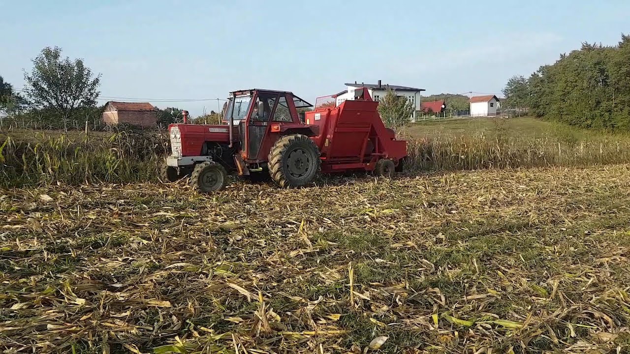 IMT 560 i berac Sip tornado 40 v8 - Branje kukuruza ( Vuce berac prvom brzohodnom )