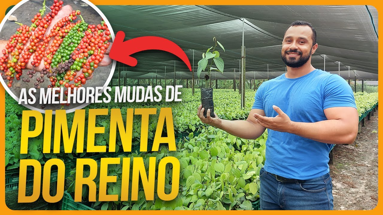 Como estão as MELHORES mudas de Pimenta-do-reino hoje
