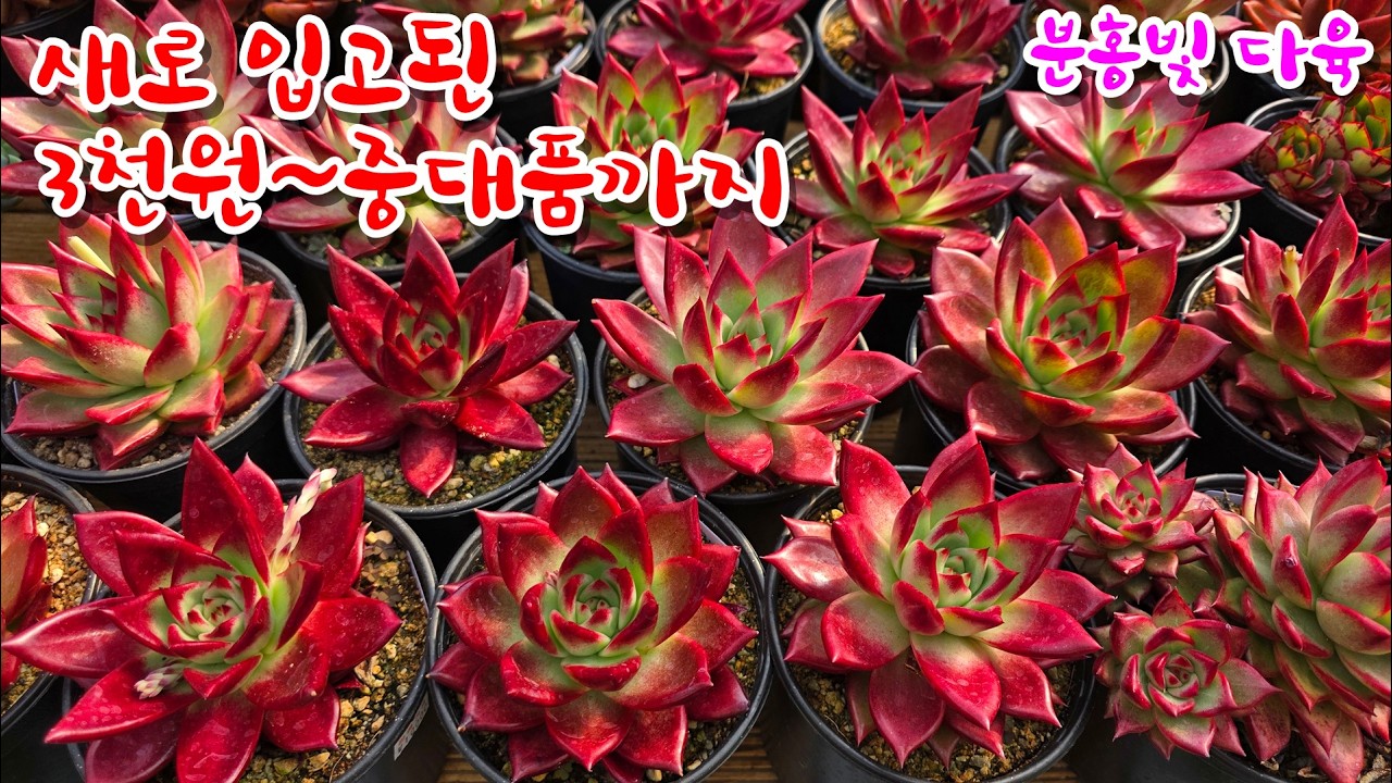 [26/3/19] 예쁜 육이들이 많이 입고가 되었어요. 3천원~중대품까지