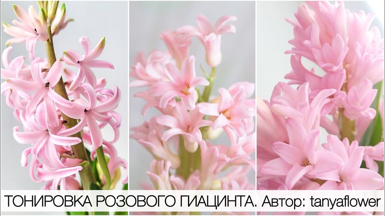 ТОНИРОВКА РОЗОВОГО ГИАЦИНТА