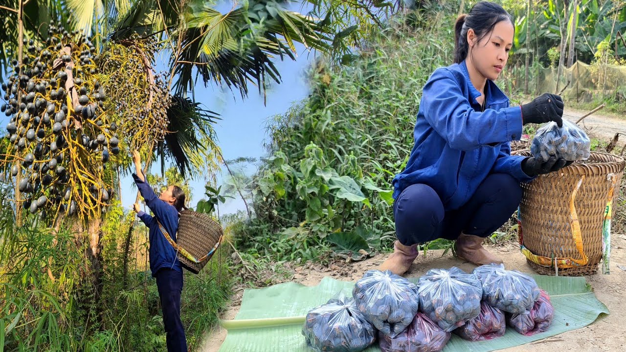 Single mother. Harvesting Palm Fruits to Sell