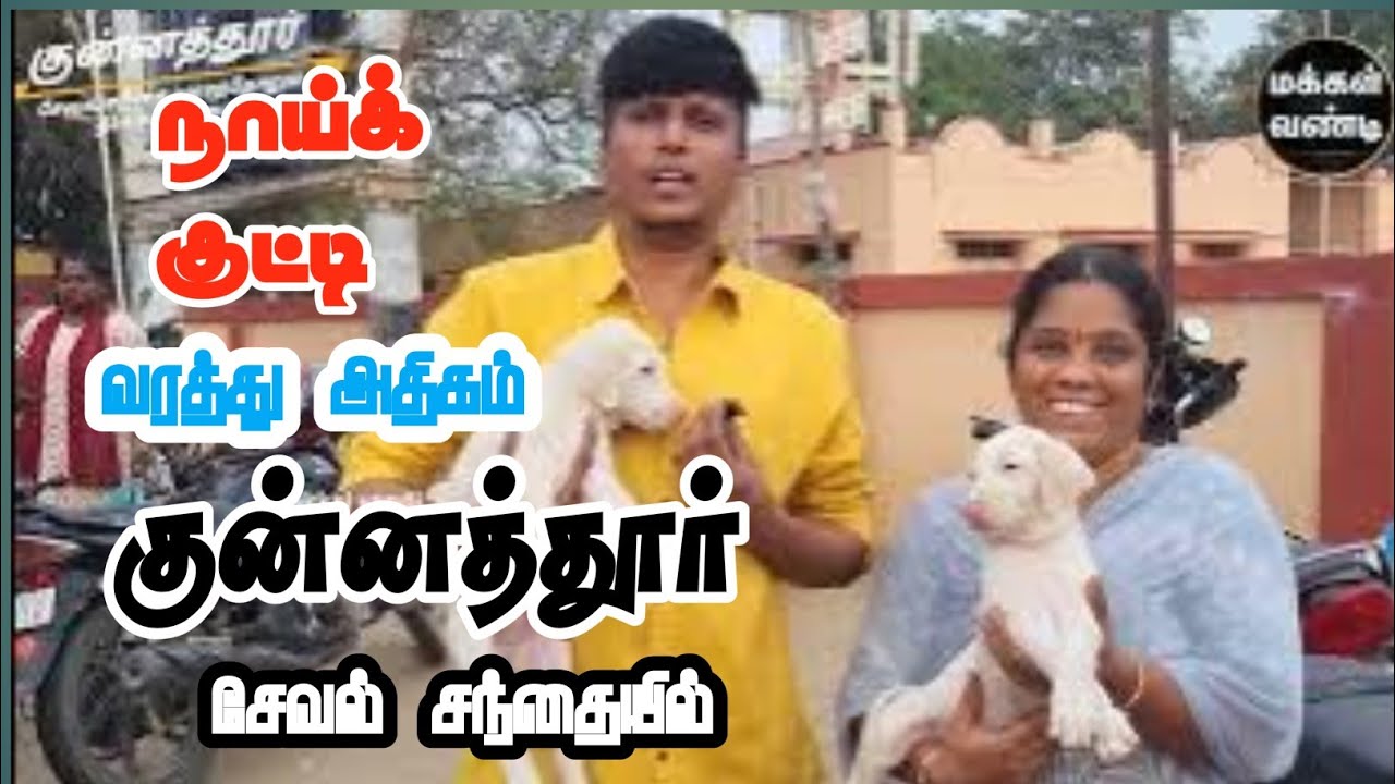 kunnathur  dog  Best நாய்க் குட்டியில் அதிக அளவில் குன்னத்தூரில் வாங்க வாங்க#குன்னத்தூர் #dog