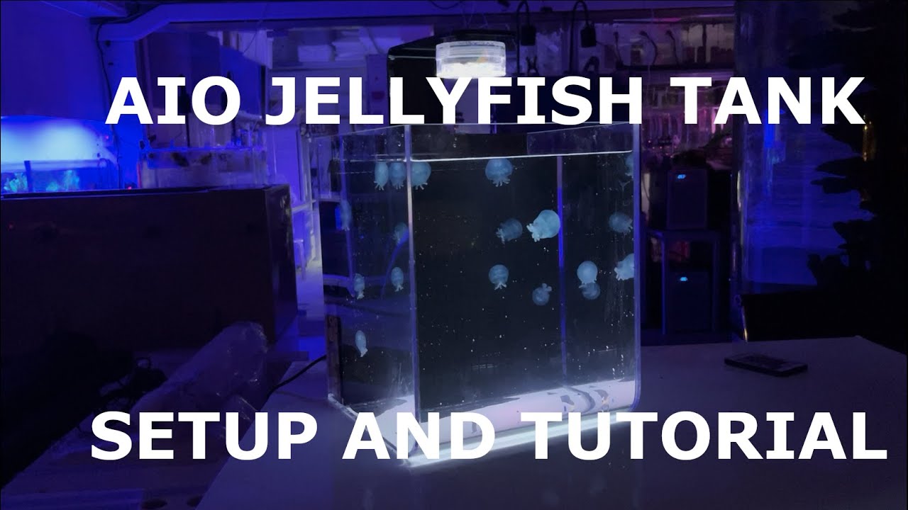 8L JELLYFISH TANK | Setup & Explanation