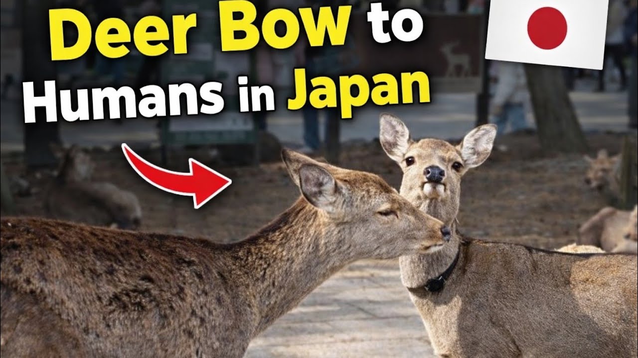 Japan 🎌#ヒーリングピアノjapan #リラックスピアノ #Japan nara park #ピアノ 
