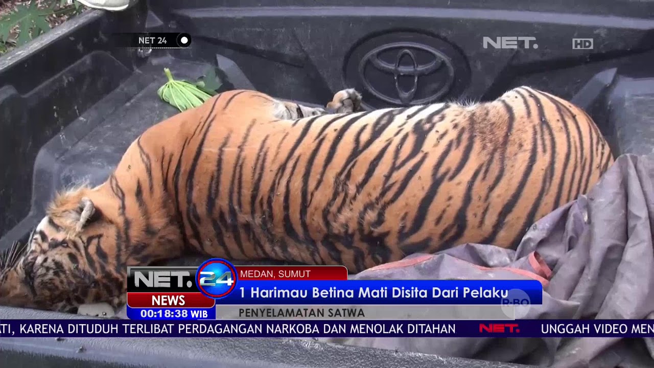 Petugas Tangkap Pelaku Pemburu Harimau NET 24
