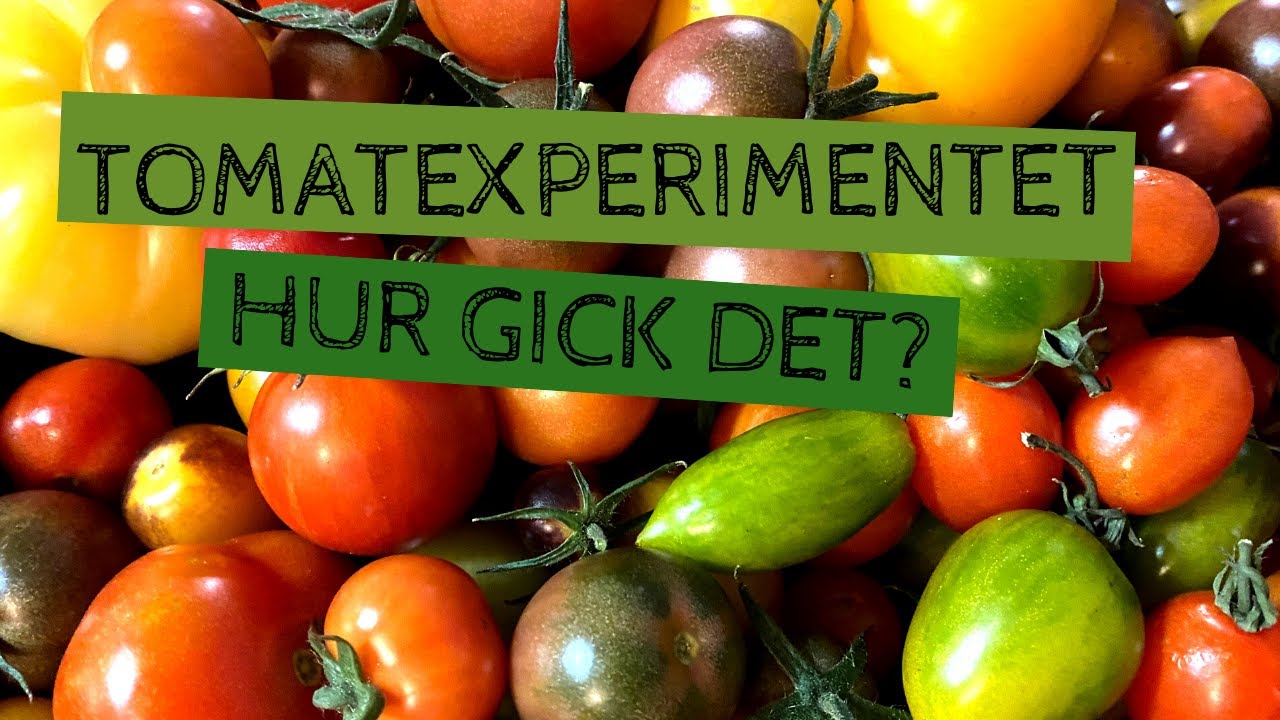 TOMATEXPERIMENTET - Sådder i februari, mars och april, varmsådd och kallsådd, halshuggning.