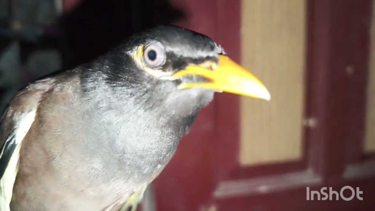 শালিক পাখির কথা বলে... #cuteanimals #birds 