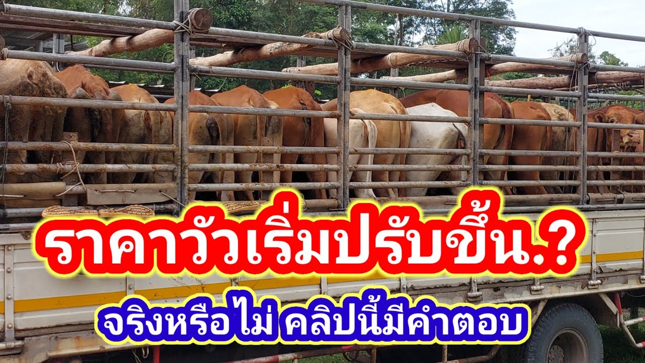 ราคาวัวเริ่มปรับขึ้น จริงหรือไม่? คลิปนี้มีคำตอบ18/19/67#พูดจาภาษาวัว #ราคาวัววันนี้