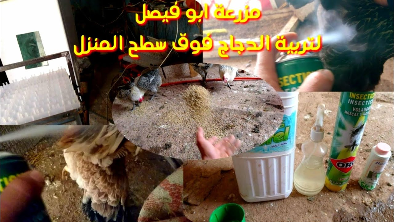 طريقة تربية الدجاج في المنزل