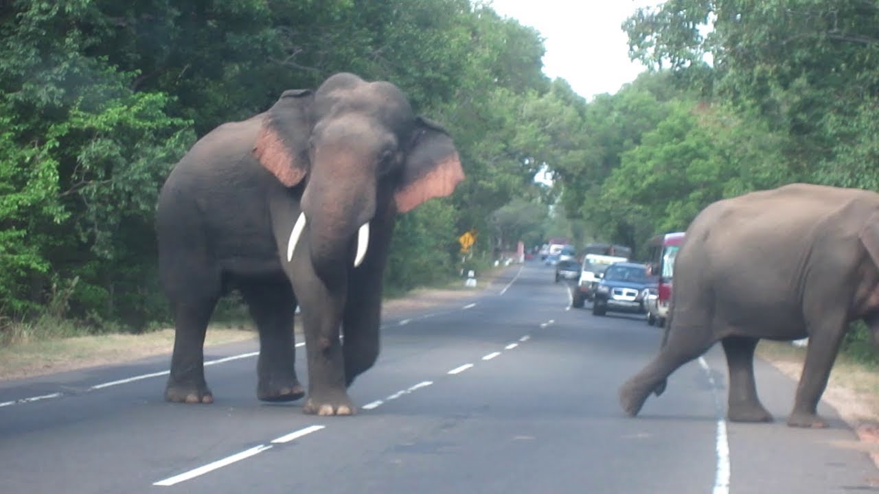 Sri Lanka elephant march