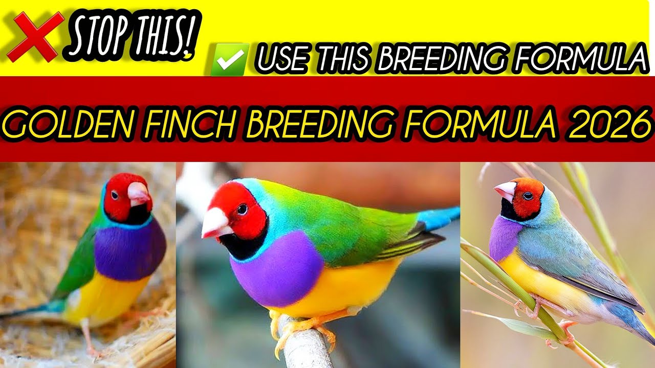 Golden Finch Breeding Formula 2026 | Golden Finch Breeding Tips & Full Breeding Season Guide