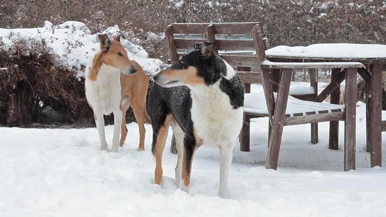 Smooth Collies in Wintertime