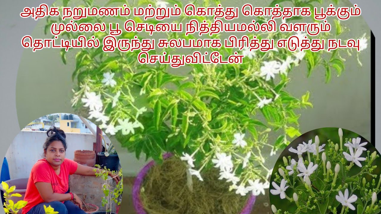 பூக்காத முல்லை பூச்செடிகளை இந்த மண் கலவையில் வைத்து பாருங்கள் | முல்லை பூச்செடி பராமரிப்பு  #mullai