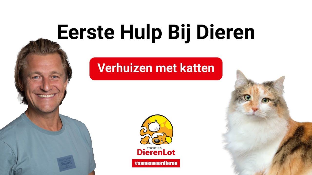 Tips voor het verhuizen met een kat