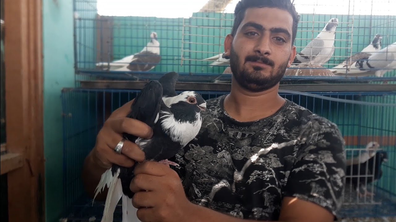 من اجمل أنواع الحمام الغزار وحلوتو من الوراق.أخويا. احمد عزت  وانتظروا الجزاء الثاني مع.اوطة امبابة