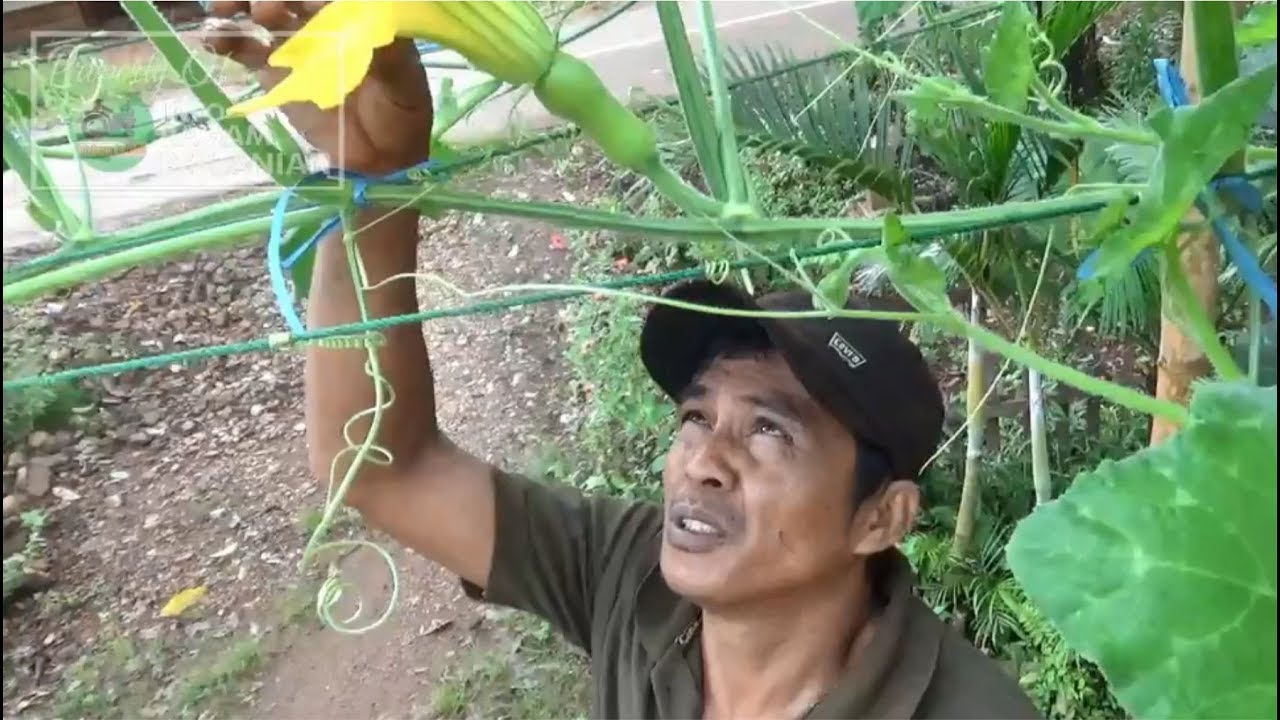 Panduan Menanam Labu Madu di Pekarangan ( Pemupukan & Perawatan ) PART 2