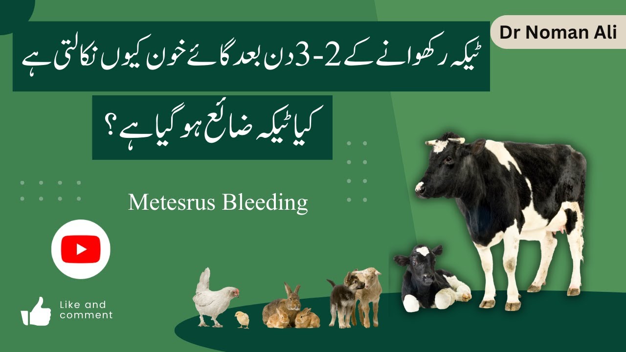 Metestrus Bleeding in Cow || ٹیکہ رکھوانے کے 2-3 دن بعد خون کیوں آتا ہے
