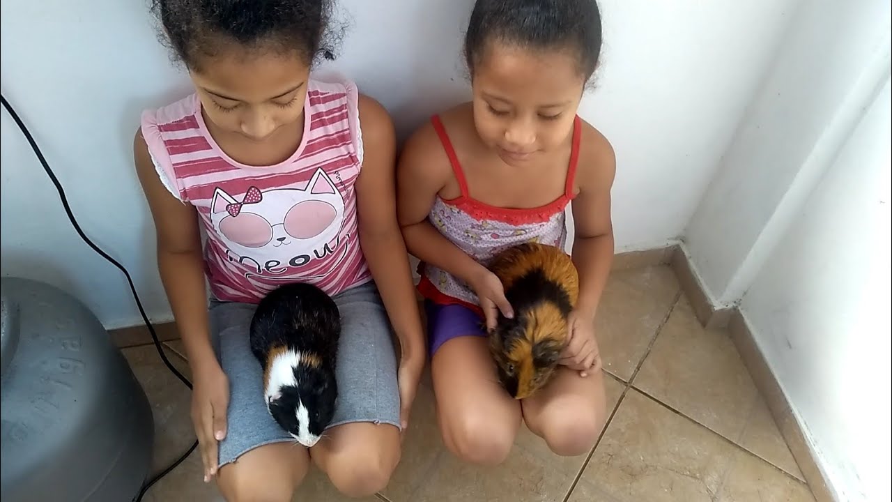 O QUE ACONTECEU COM OS PORQUINHOS DA ÍNDIA?