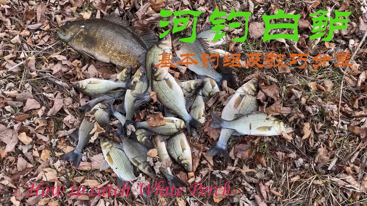 【渔耕笔记】2020爆钓白鲈 钓组及基本手法 钓鱼新手教学  White Perch Run 2020 NB Canada