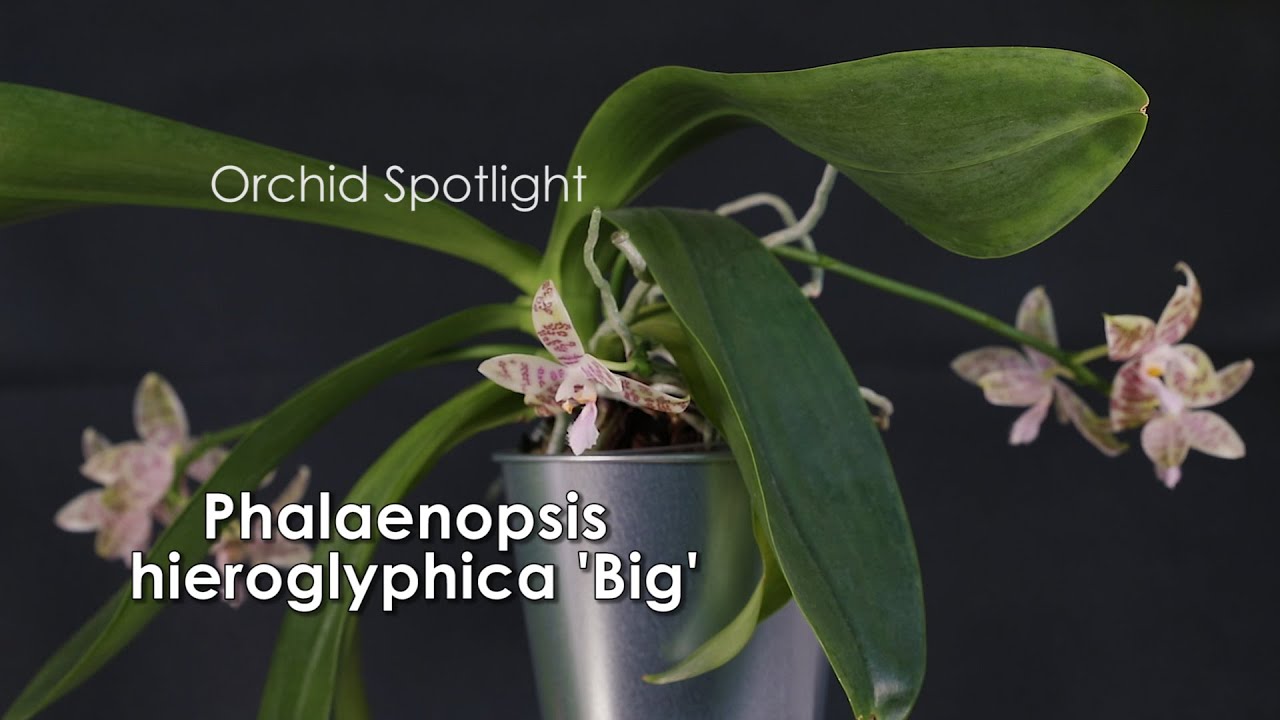 Phalaenopsis hieroglyphica 'Big' // Orchid Spotlight