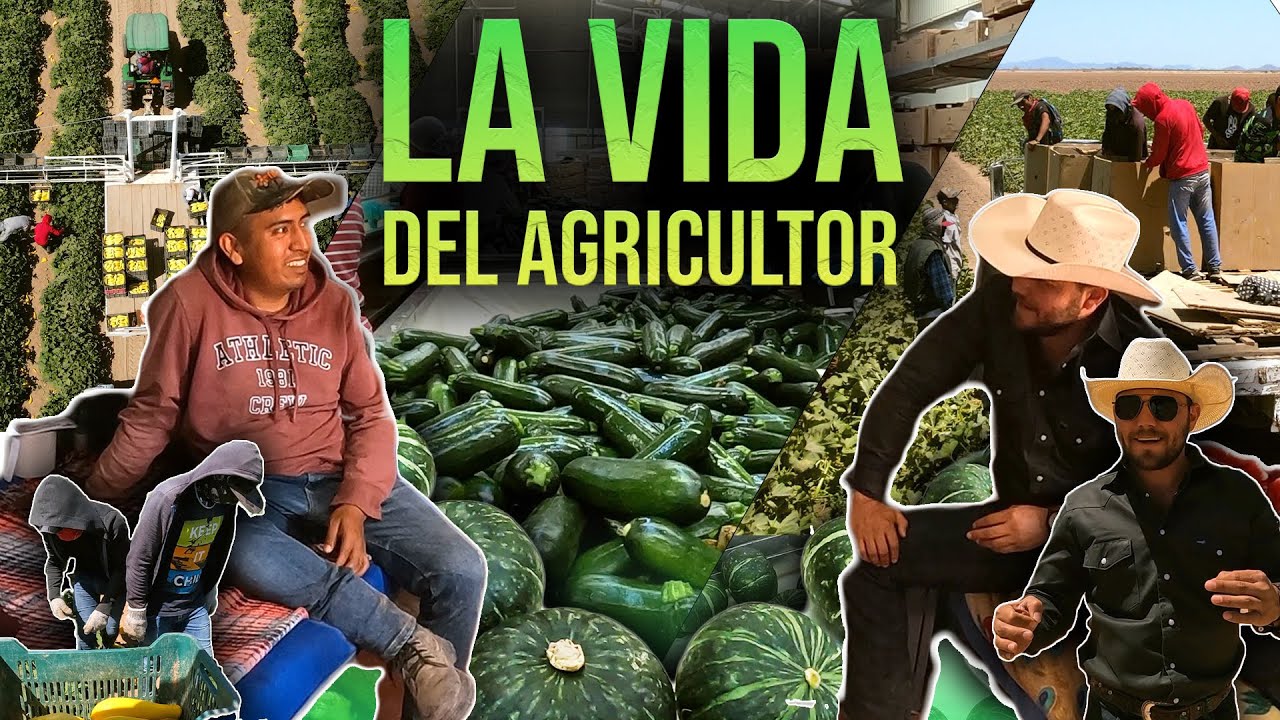 La VIDA del AGRICULTOR en Sonora 👨‍🌾 | La primera empresa ORGÁNICA de Sonora: RicoFarms
