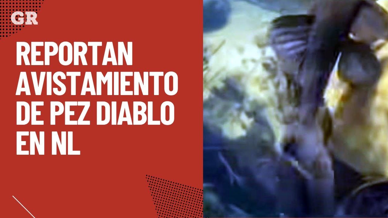 Reportan avistamiento de Pez Diablo en NL | Monterrey