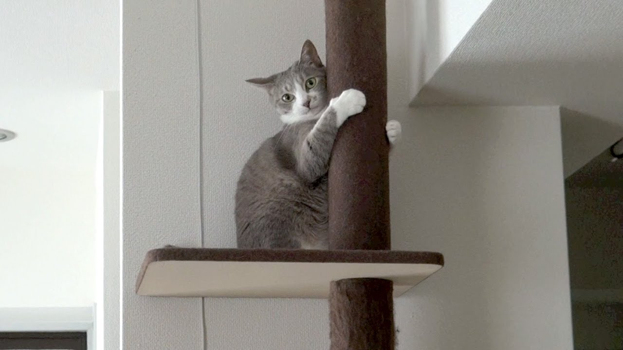 キャットタワーズ - Tower Cats -