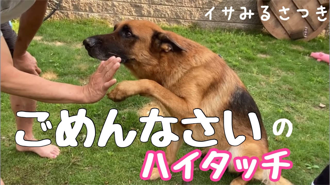 【反省する犬】庭に大穴掘って怒られる　ジャーマンシェパード　飼い主に呼ばれて匍匐前進で近寄るシェパードです。怒られた後は大好き大好き❤