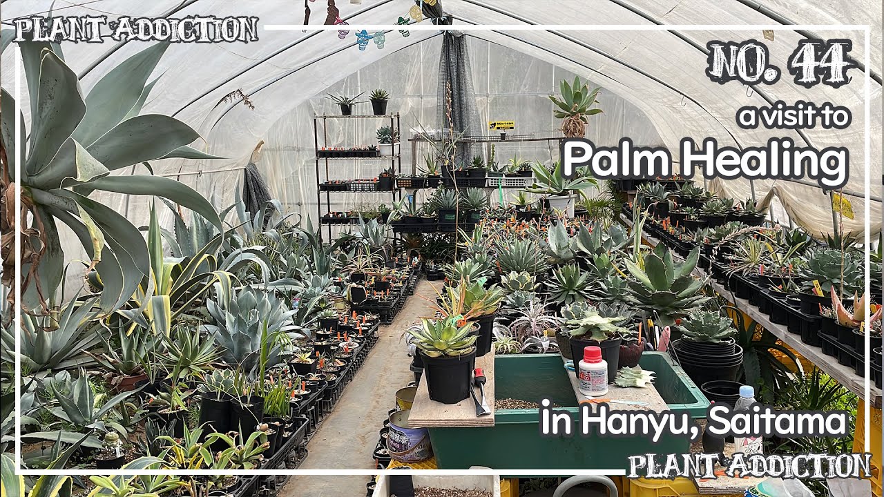 A Visit to Palm Healing in Hanyu, Saitama