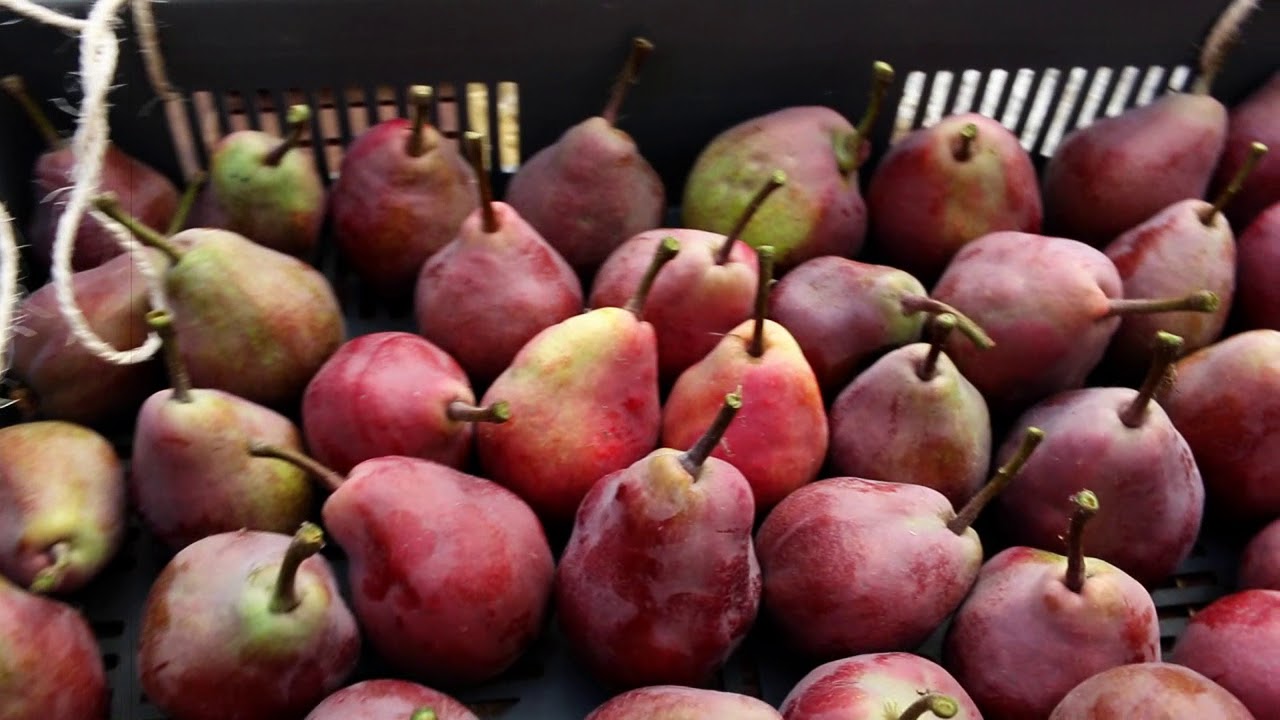 Poirier, Cueillir des poires sans rien casser