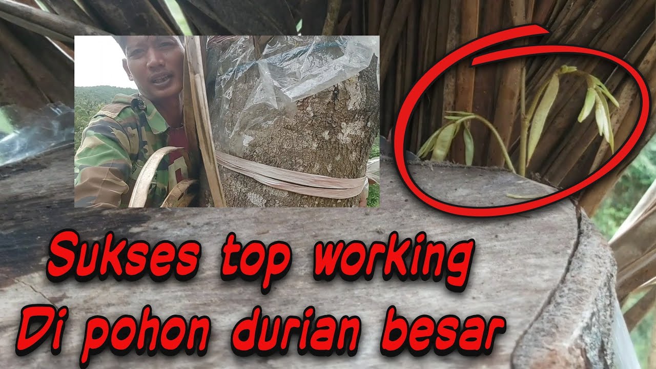 hasil top working pohon durian BESAR