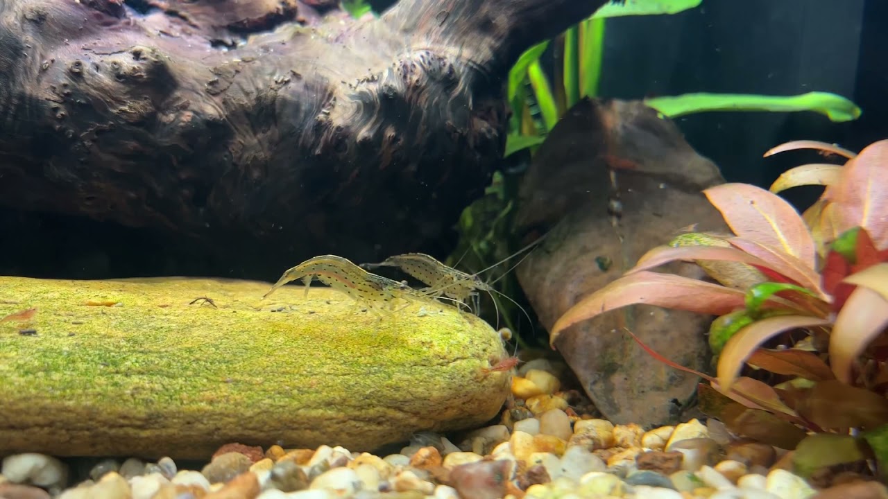 Amanogarnele beim putzen
