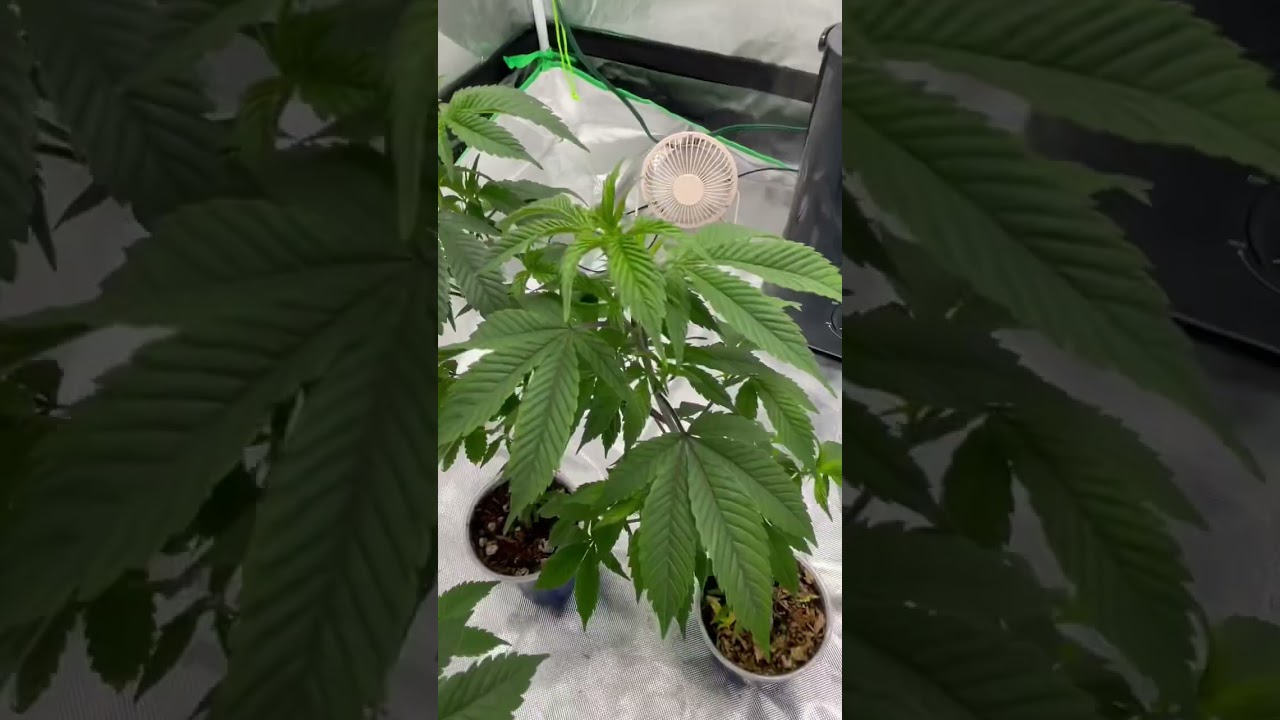 Fruity Pebbles OG 4 plant grow. Just for fun since Virginia has allowed people to grow 4 plants