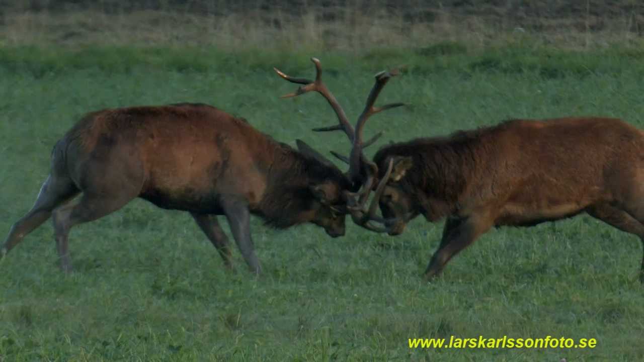 KRONHJORTAR Red Deer (Cervus elaphus) (31)