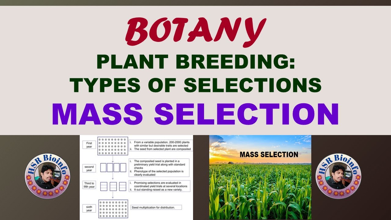PLANT BREEDING : TYPES OF SELECTIONS -MASS SELECTIONS | BSC., BOTANY 4TH SEMESTER