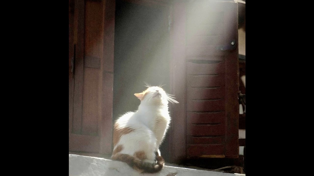 [FREE] MIKE X EARL SWEATSHIRT TYPE BEAT 