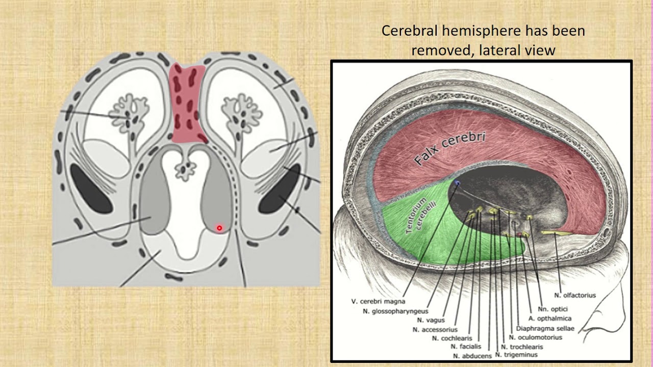 Development of the forebrain