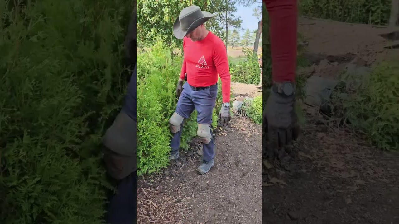 Plantation de cèdres à haie