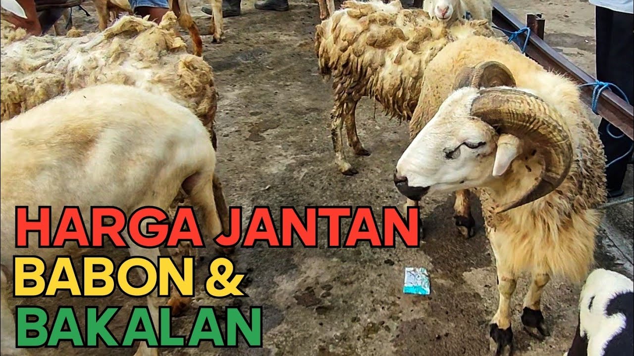 HARGA PEJANTAN,BABON & BAKALAN ??? PASAR PON TRENGGALEK.