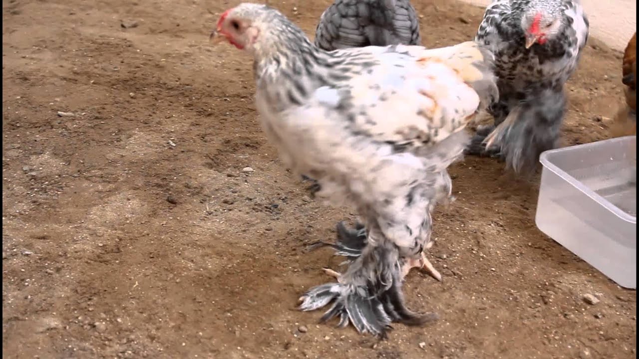 دجــاج البراهمــا #  My Brahma Chicken - 63 Day