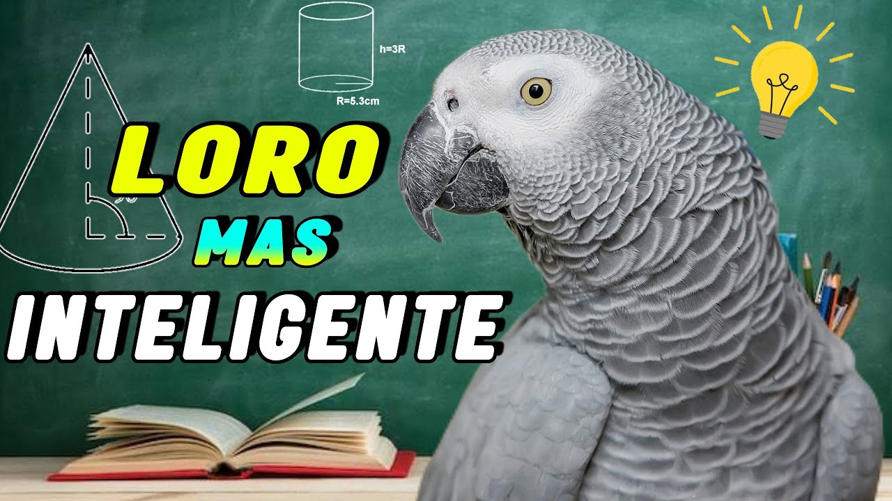 El LORO más INTELIGENTE del Mundo 🦜🧠: ¡Emocionante Descubrimiento! 😱