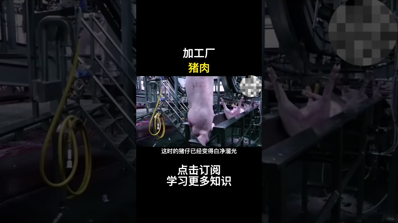 猪肉加工厂