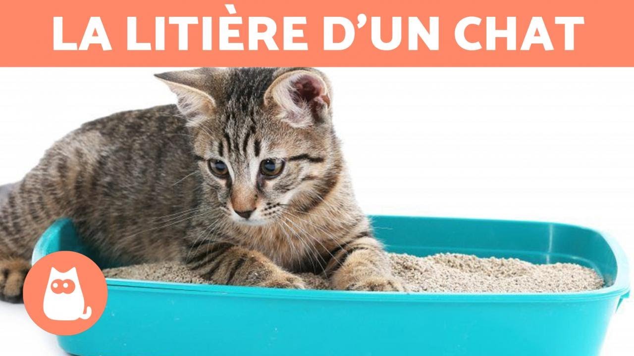 ENTRETIEN de la LITIÈRE d'un CHAT 🐱 (Types de sable et de nettoyage)