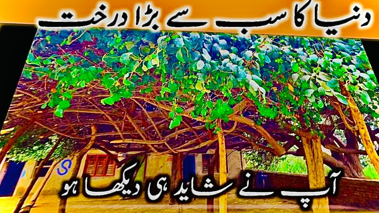 چاچا جی کا کہنا ہے کہ یہ بیر کا درخت 30 سال پرانا ہے۔