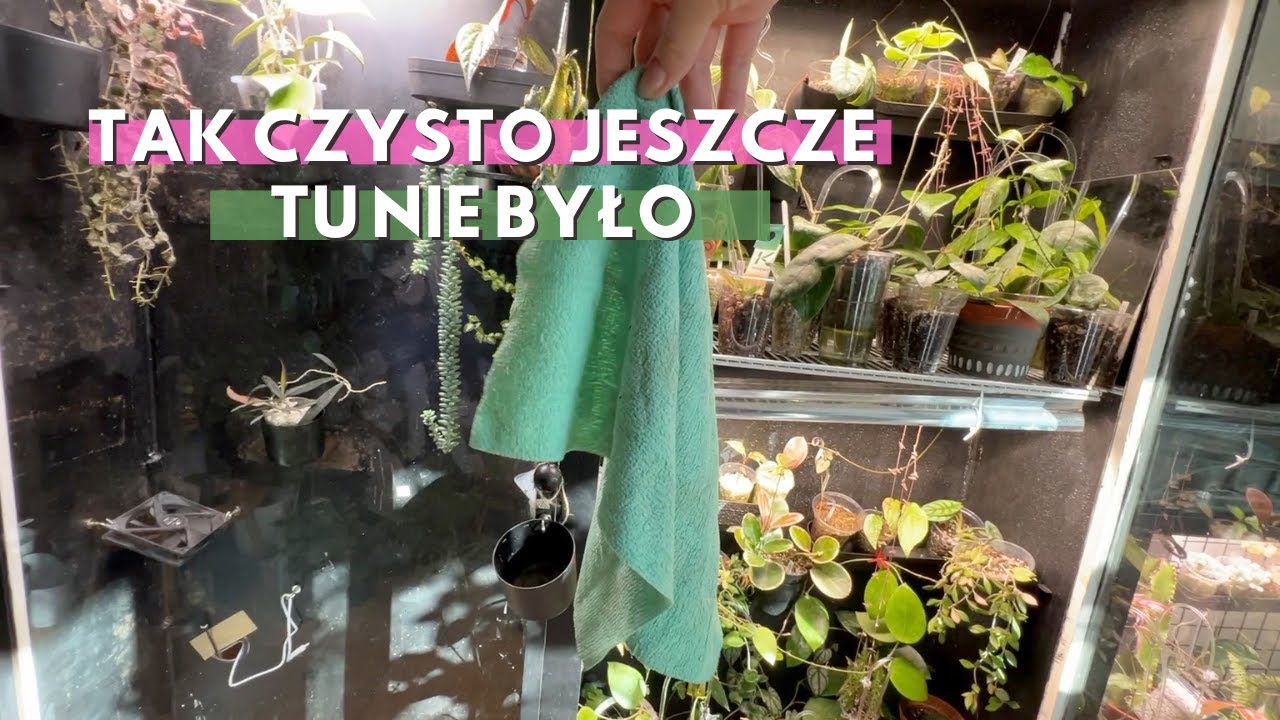 SZAFA MEDYCZNA NA ROŚLINY | reset ogromnej witryny #1