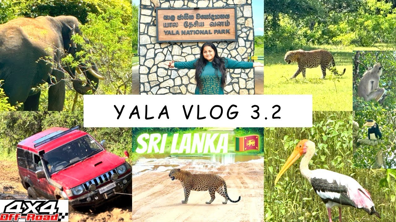 Vlog 34 - Yala National Park 3.2 | Wild Animal | offroad Drive | Yala Safari ​⁠Sri Lanka