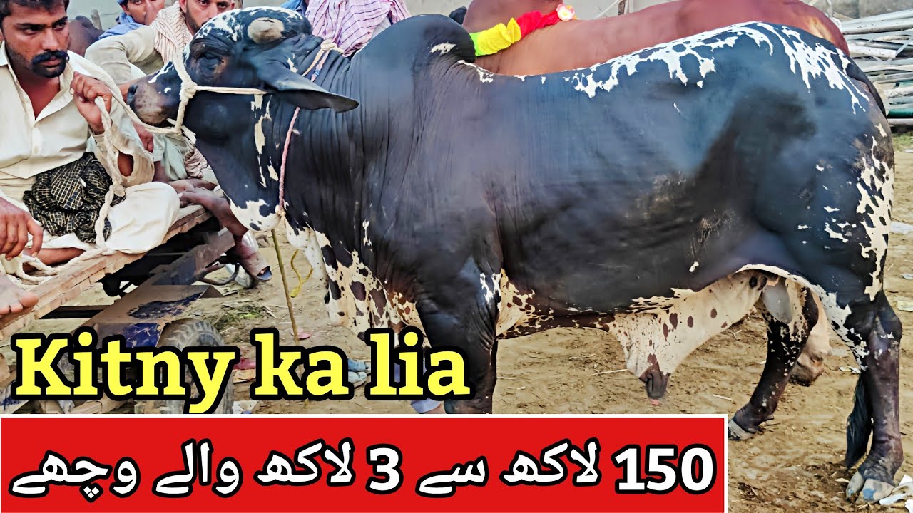Shahpur kanjra mandi lahore 2025 | Bakra mandi | Cow mandi Lahore 2025 | Sahiwal chlolistani bachre