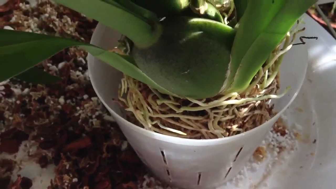 Easy Oncidium Orchid repotting care and culture the greenhouse