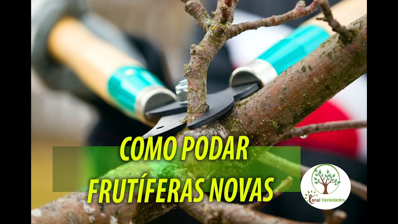 Aprenda a Poda de Frutíferas novas em casa com Sergio Semerdjian