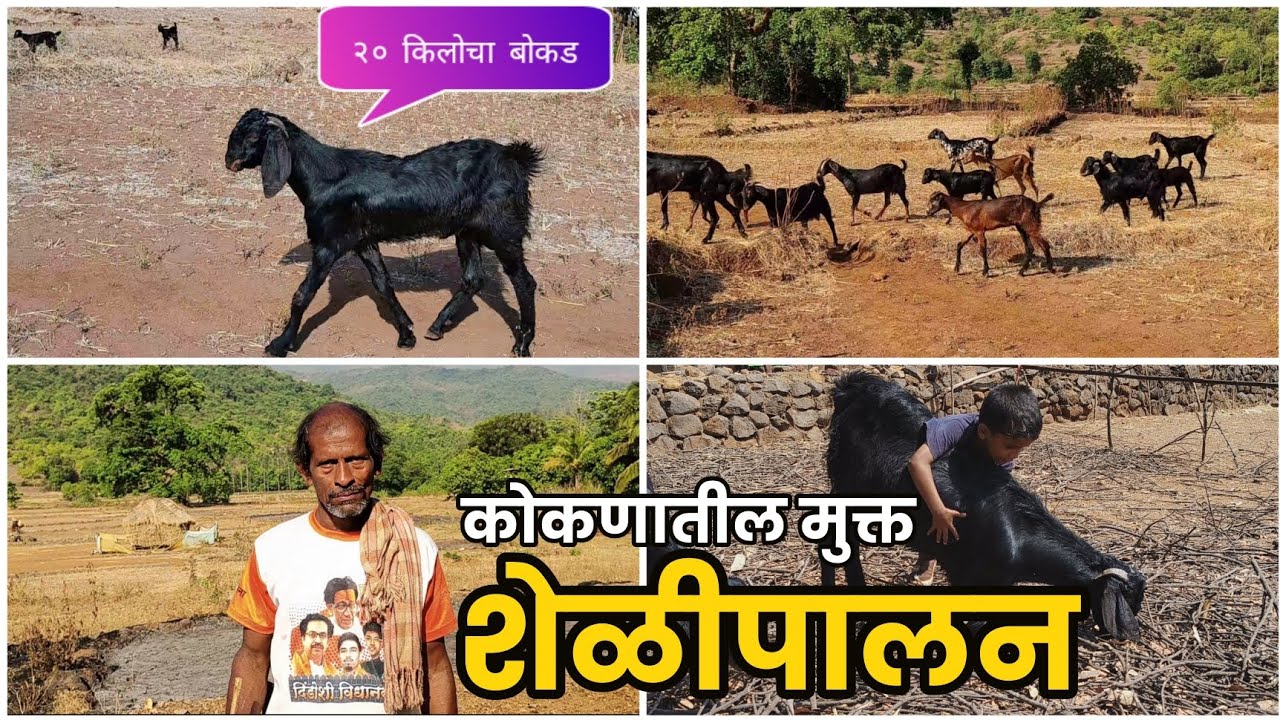 काकांनी केलेले शेळीपालन I कोकणातील मुक्त शेळीपालन #कोकण #goat farming @yogeshchache27